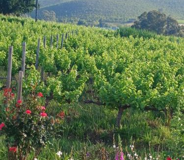 Langeberg Bed & Breakfast | Klaasvoogds Loft
