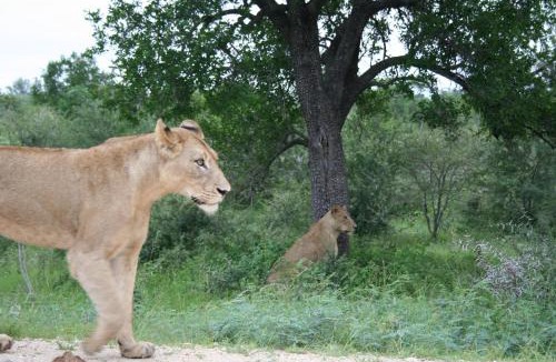 Hazyview Cabin | Kruger Adventure Lodge