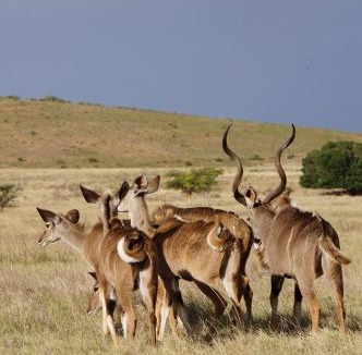 Swellendam House | Kwetu Guest Farm