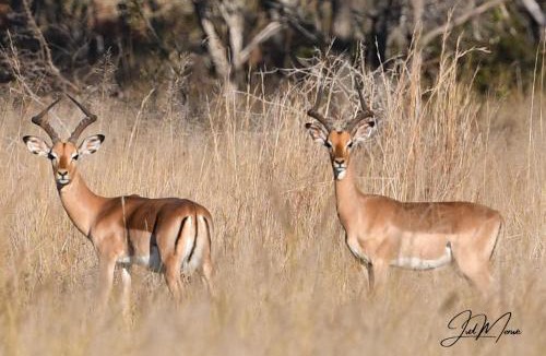 Waterberg Other | Leopard Ranch - Luxury Tented Camp