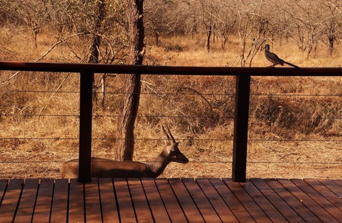 Marloth Park Villa | Luxe Afrikaanse bushvilla met verwarmd zwembad (grenst aan zuiden Krugerpark)