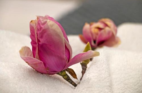 Claremont Apartment | Magnolia Cottage
