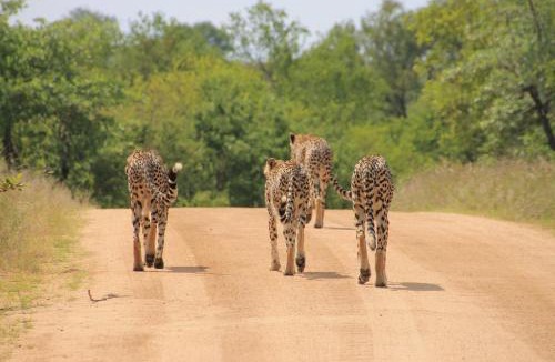 Buffelspruit Villa | Maya Lodge