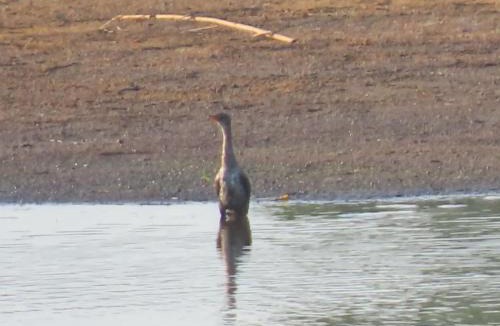 Phalaborwa House | Mbaula lodge