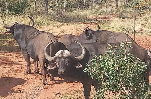 Vaalwater Cabin | Moletani Game Ranch
