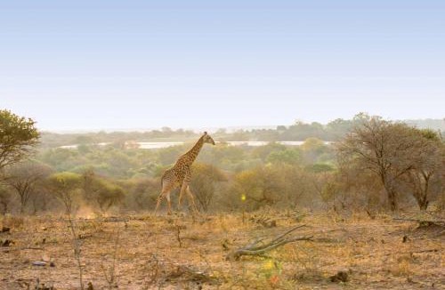 Thorny Bush Game Reserve Cabin | Motlala Game Lodge