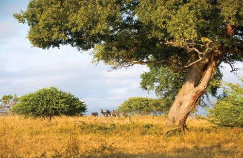 Thorny Bush Game Reserve Cabin | Motlala Game Lodge
