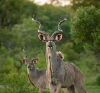 Nelspruit Cabin | @Nature Luxury Cottages
