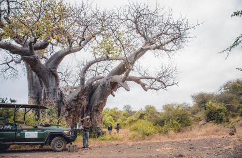 Kruger National Park Other | Nkula Camp - Pafuri Walking Safari's