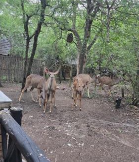 Marloth Park House | Parradys Marloth Park