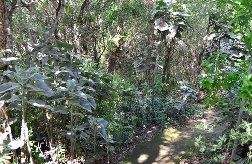 Thorny Bush Game Reserve House | Pure wilderness in Amanzimlotzi Riverside Bush Tent in Limpopo, Kruger Park