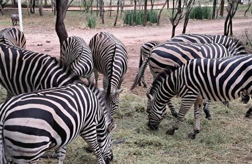 Marloth Park House | Qëtesia- Oasis of tranquility