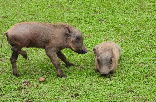 Marloth Park House | Rhino Cottage