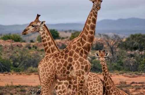 Wolwefontein Cabin | Royal Karoo Safari Lodge
