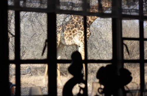 Marloth Park Cottage | Sadadu holiday house bordering Kruger National Park, Free wifi