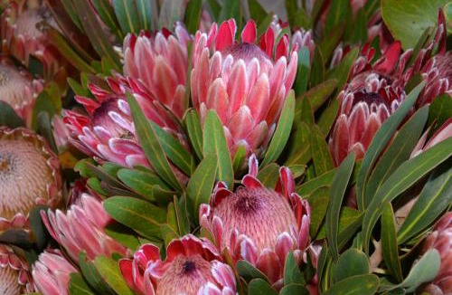 Eersterivierstrand House | Shamrock Cottage