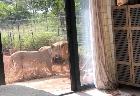 Lephalale Bed & Breakfast | Simba Safaris African Pride Exotic Lodge