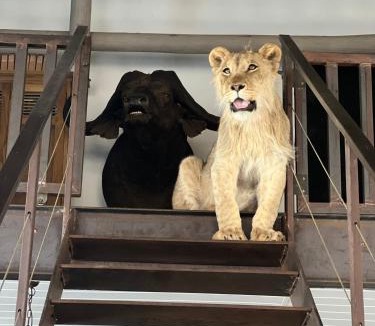Lephalale Bed & Breakfast | Simba Safaris African Pride Exotic Lodge