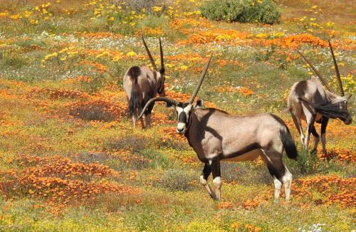Kamiesberg Apartment | Soebatsfontein Guest Lodge