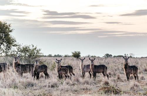 Kgetlengrivier Cabin | Stroomrivier Lodge