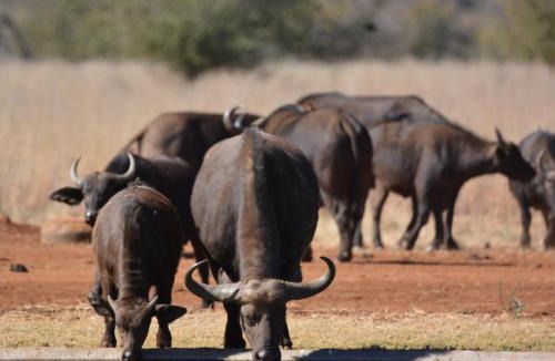 Kgetlengrivier Cabin | Stroomrivier Lodge