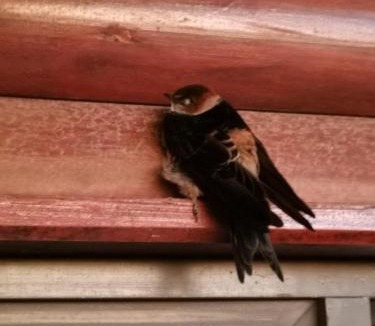 Fisherhaven House | Swallows Rest