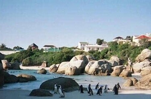 Simon's Town House | Swim with the Penguins!