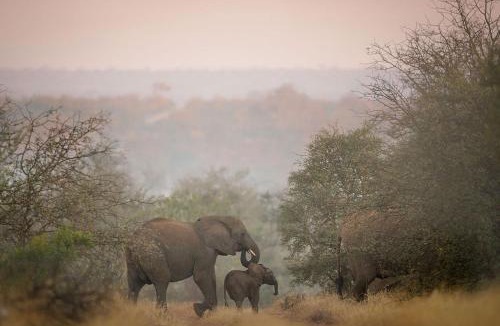 Kruger National Park Cabin | Tanda Tula Safari Camp