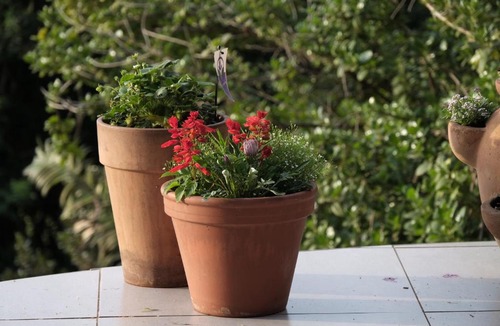Camperdown Bed & Breakfast | The Owl House