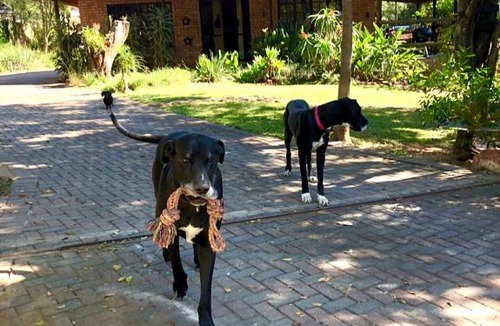 Nelspruit Apartment | The Owls Thatch Guestcottage