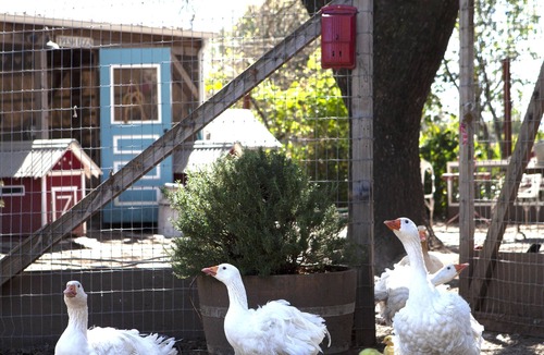 Sonoma Cottage | The Sonoma Nest, A charming farm experience
