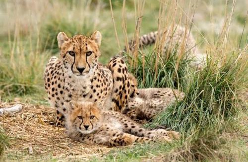 Hammanskraal House | Thirty-Three Dinokeng Big 5