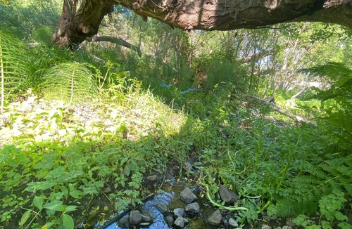 Stinson Beach Apartment | Two Rooms & mini-kitchen in Classic Beach House - 300 steps to the Beach