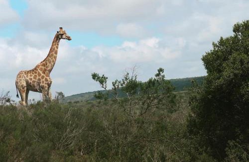 Alexandria Cabin | Umbono Private Game Lodge