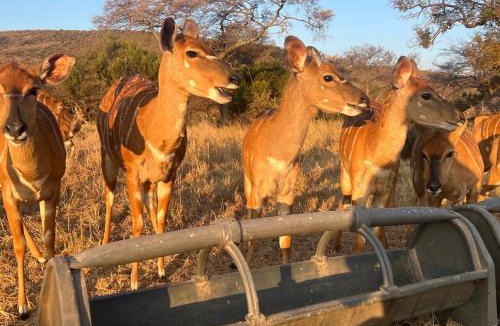 Cullinan Cabin | Welgedacht Lodge