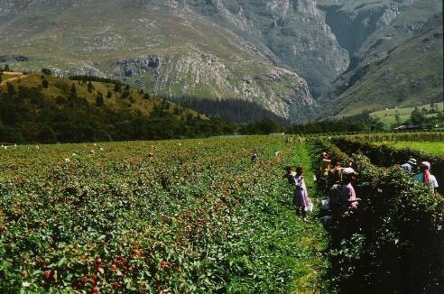 Swellendam House | Wildebraam Berry Estate