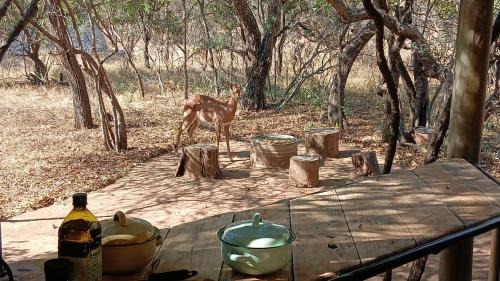 Kareeberg Other | Wildland Safaris