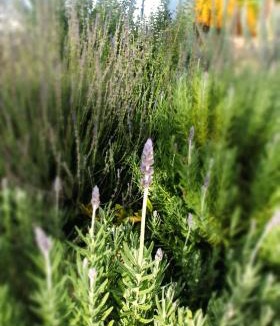 Prince Albert Apartment | Willow - Cottage - Karoo
