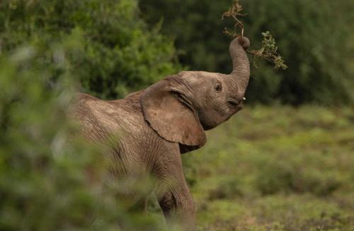 Sidbury Cabin | Woodbury Lodge – Amakhala Game Reserve