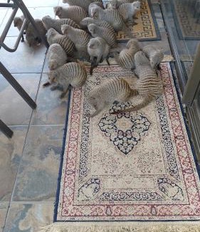 Leeupoort Villa | Woodpecker Villa Guesthouse