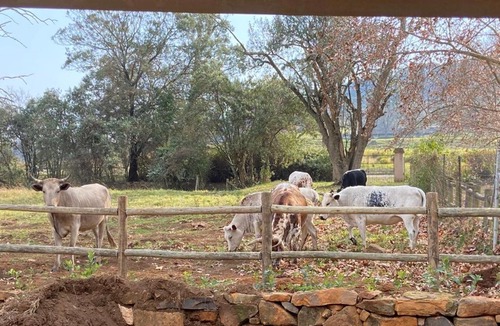 Curry's Post House | Yellowwoods Farm - WILLOUGHBYS COTTAGE and OLD STABLES COTTAGE