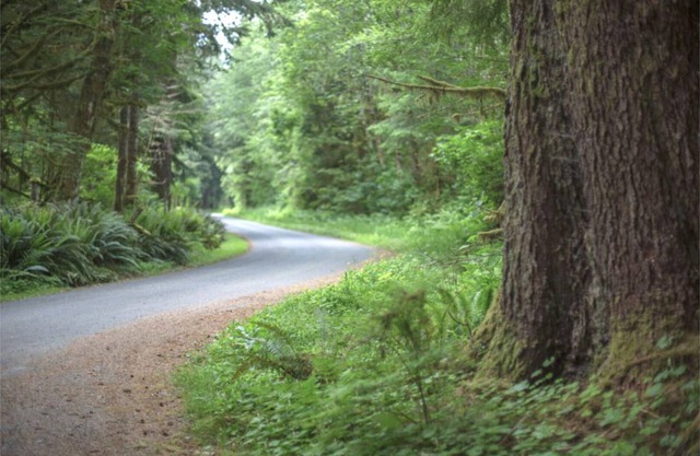 Primitive Tent Site #10- Beautiful Forested Property in Forks