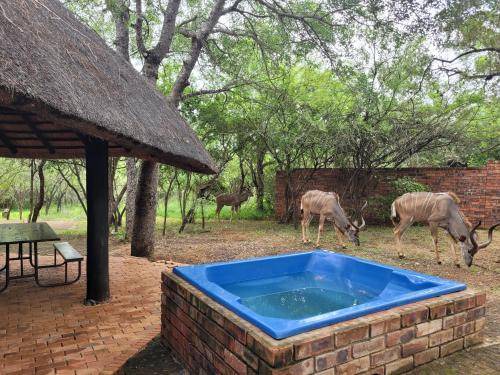 Marloth Park House | House ∙ 3 bedrooms ∙ 6 guests