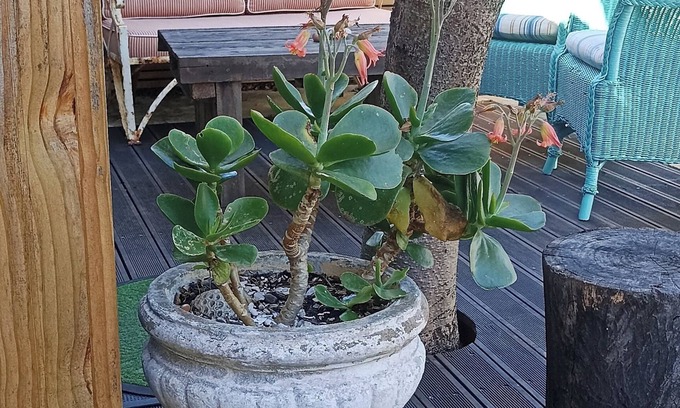 Kommetjie House | Lovely 1-bedroom bungalow in Kommetjie, private entrance in best location
