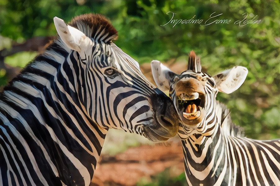 Photo of Others in Madikwe Game Reserve