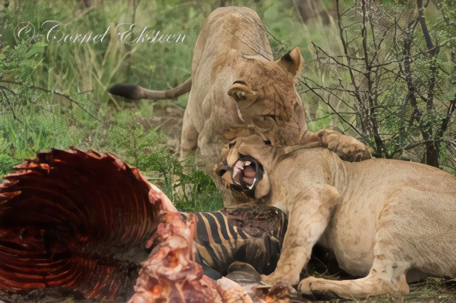 Photo of Others in Madikwe Game Reserve