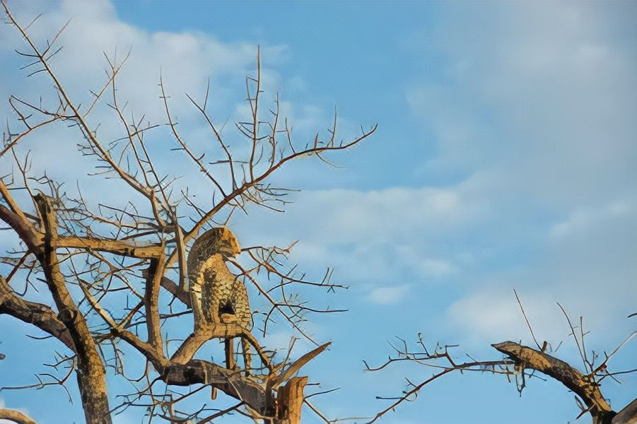 Photo of Outdoor in Madikwe Game Reserve