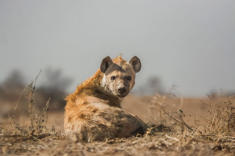 Photo of Others in Madikwe Game Reserve
