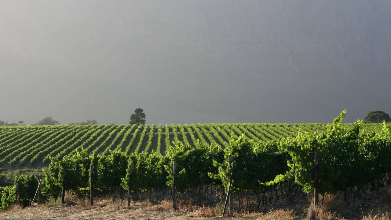 Photo of Others in Cape Winelands