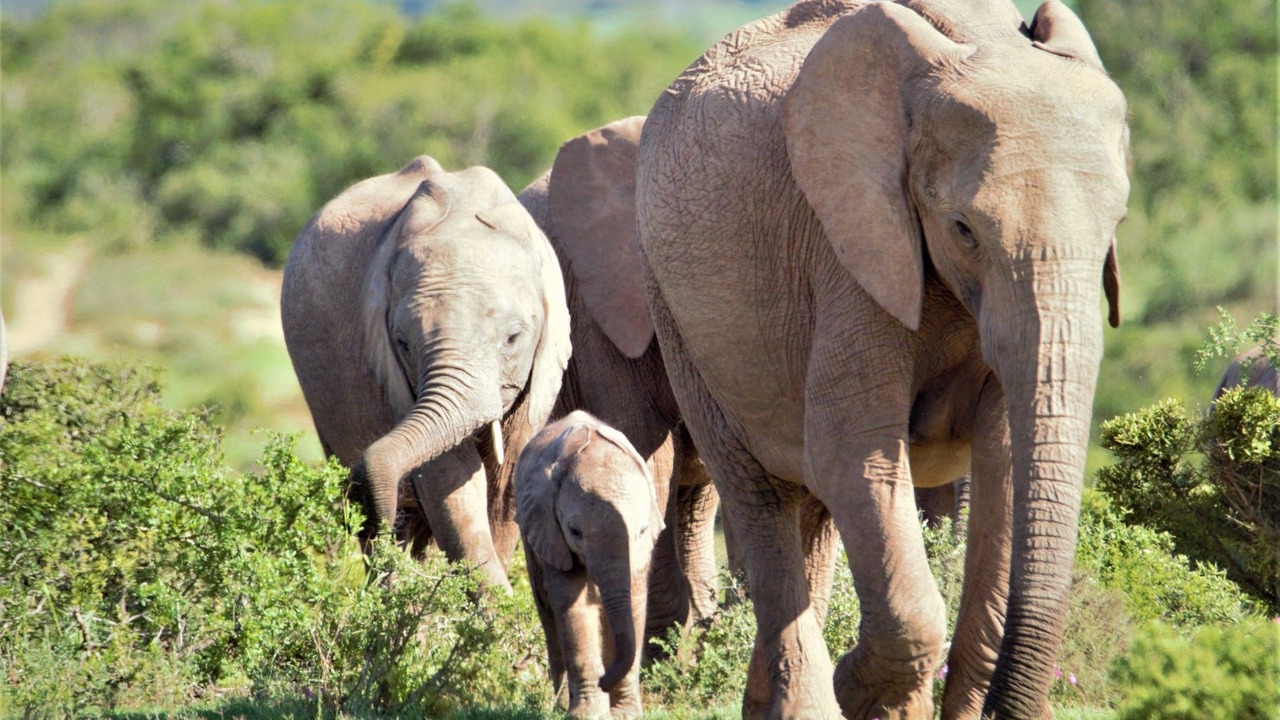Photo of Others in Addo